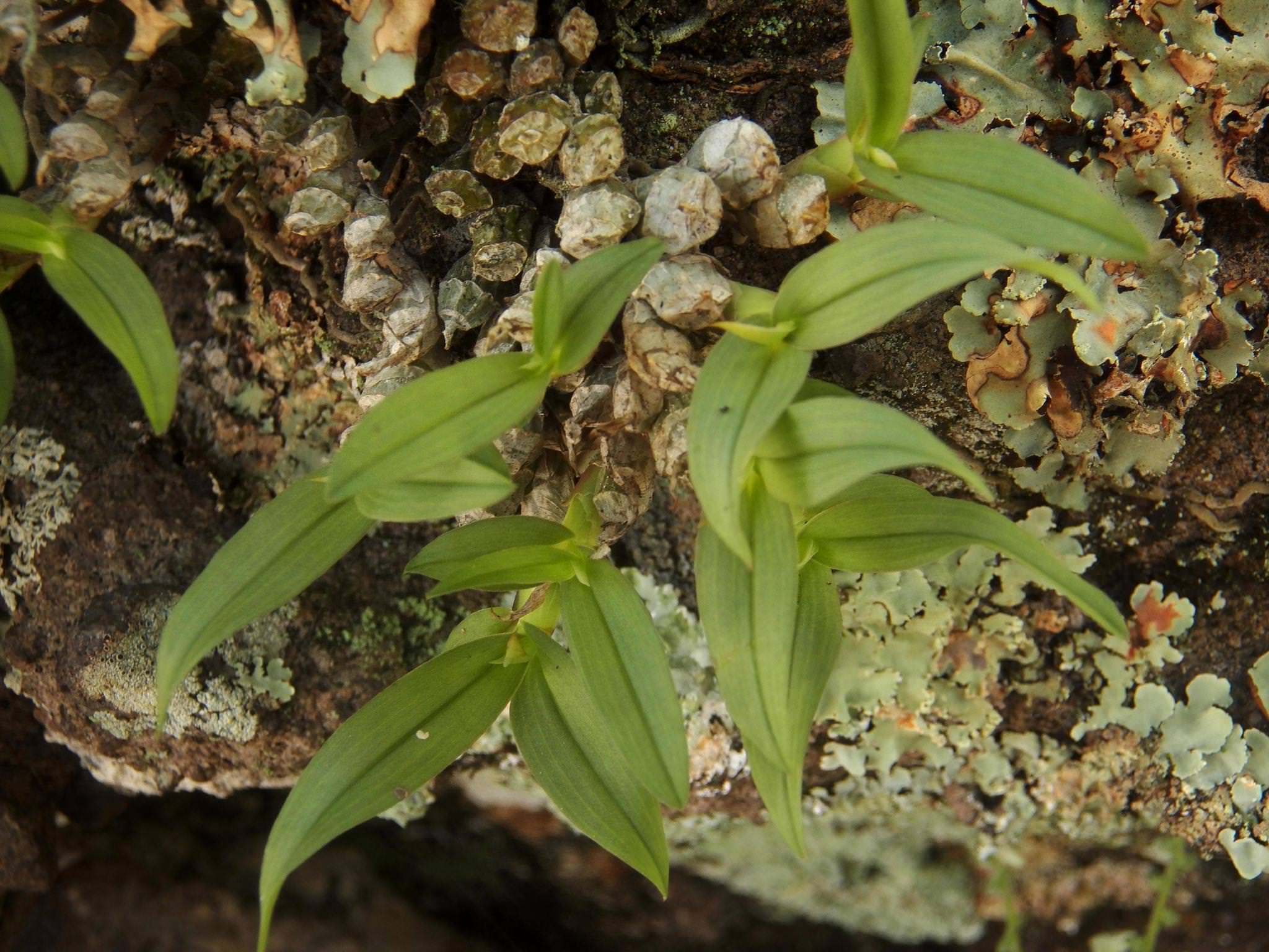 Epidendrum miserum